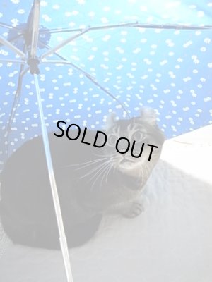 画像4: インチョの猫手傘（ロシアン）　※ネジネジタイプ　お年玉10％OFF！