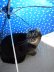 画像4: インチョの猫手傘（ロシアン）　※ネジネジタイプ　お年玉10％OFF！ (4)